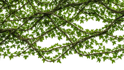 Fototapeta premium Dense green ivy vines with leaves, isolated on transparent background