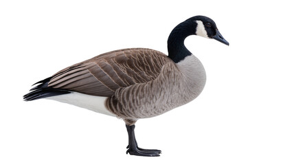 Canada goose with black neck and white cheek patch, isolated on transparent background © Niamh
