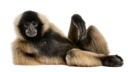 Fluffy gibbon monkey with black face and blonde fur, isolated on transparent background © Niamh