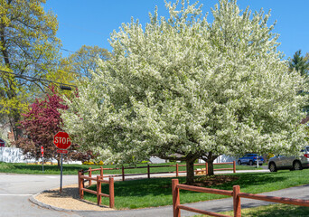 Naklejka premium spring tree and blooming spring flower in residential district
