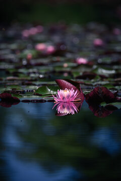 Pink lotus flower or water lily in a pond with reflection on water surface. Shallow depth of field