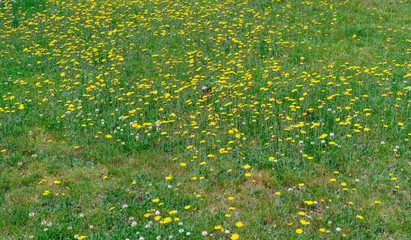 Naklejka premium lawn in backyard in bad condition need weed control