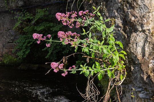 Rote Spornblume (Centranthus ruber) an einer Felswand