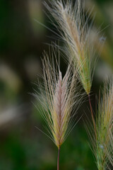 Fototapeta premium close up of grass