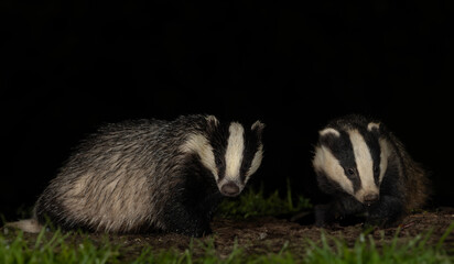Badgers, Scientific name: Meles meles.  Two wild European badgers facing front on a rainy night in natural woodland habitat in Scottish countryside.  Nocturnal wildlife scene. Horizontal.  Copy space © Moorland Roamer