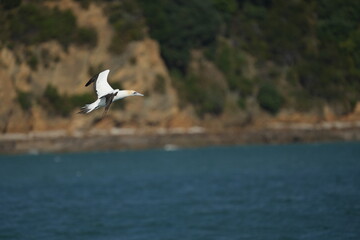 Fototapeta premium portrait of the Australasian gannet (Morus serrator), Australian gannet, tākapu - taken in the Hauraki Gulf Marine Park - Auckland, New Zealand