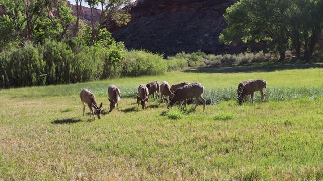 Herd Dynamics - Mule Deer interact as they graze in a wet field in Capitol Reef NP - Part 4 of 12 in sequence