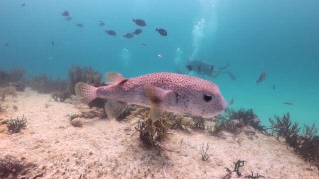 A porcupinefish (diodon hystrix) swimming in the reef
