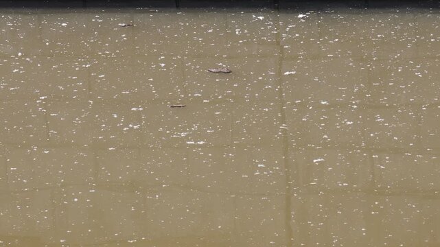 Dirty pond water surface covered with white seeds and small debris