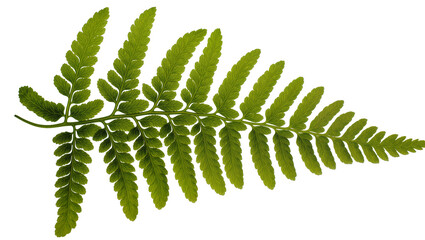 Green fern frond with delicate serrated leaves, isolated on transparent background © Lukas