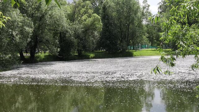 City park lake with water surface covered in white fluff from trees