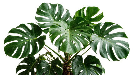 Isolated Monstera deliciosa tropical houseplant with vibrant green leaves and distinctive splits © David