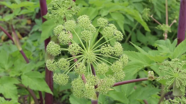Video of an Angelica archangelica flower umbel in close-up. Garden angelica, wild celery and Norwegian angelica blooms gently moving against a soft natural background.