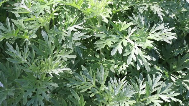Video with upward camera movement along the silvery foliage of Artemisia absinthium, also known as common wormwood. Aromatic herb of the Asteraceae family with distinctive finely divided leaves.