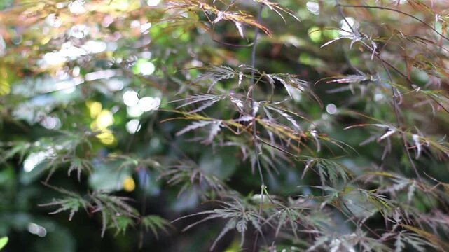Video of Acer palmatum var. dissectum (Japanese maple, laceleaf Japanese maple) with finely cut purple leaves moving in the breeze. Sunlit garden and sparkling bokeh in the background. Member of the S