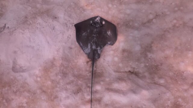 A southern stingray (dasyatis americana)