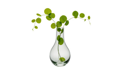 Isolated elegant green plant branches with delicate round leaves in a clear glass vase. © David