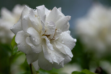 Weiße Rose mit feinen Wassertropfen nach einem Sommerregen vor natürlichem Bokeh