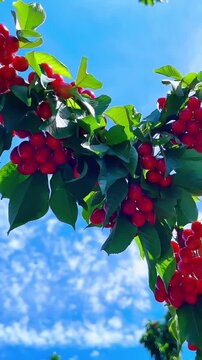 Vibrant red cherries hanging from lush green branches sway gently in the breeze within this bright summer video footage showcasing a bountiful harvest under a clear blue sky with soft white clouds dri