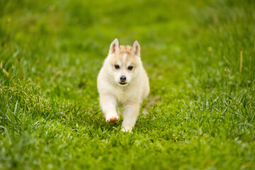 Small Siberian husky puppy running on wet green grass outdoors. Cute fluffy baby dog playing in park © Alina Ziabrieva