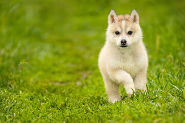 Small Siberian husky puppy running on wet green grass outdoors. Cute fluffy baby dog playing in park © Alina Ziabrieva