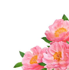 Fototapeta premium Three beautiful coral peony flowers in a corner arrangement isolated on white or transparent background.