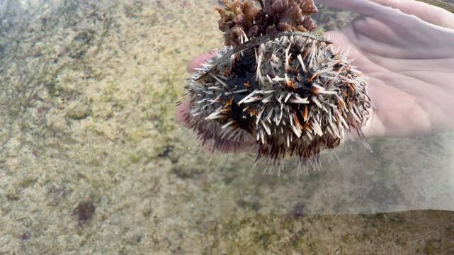 Holding a collector sea urchin covered in camouflage underwater
