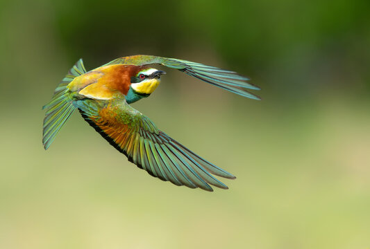 European bee eater ( Merops apiaster )
