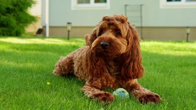 Fluffy Dog Lying on Grass with Ball Looking at Camera