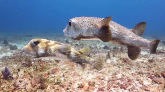 A couple of porcupinefish (diodon hystrix) mating in the reef