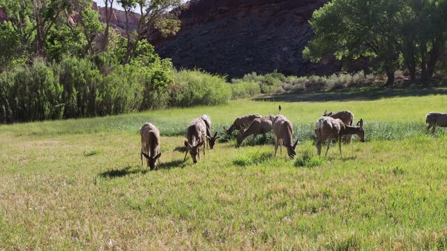 Herd Dynamics - Mule Deer interact as they graze in a wet field in Capitol Reef NP - Part 6 of 12 in sequence