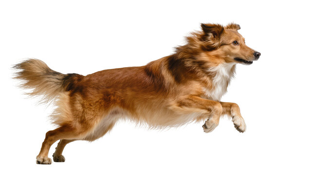 Isolated energetic Border Collie type dog jumping and running mid-air with expressive face
