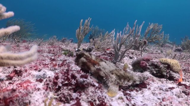 Caribbean Batfish (Ogcocephalus parvus) camouflage in the reef