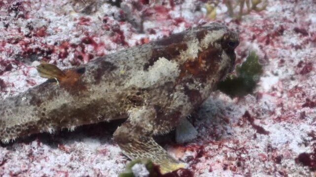 Caribbean Batfish (Ogcocephalus parvus) camouflage in the reef