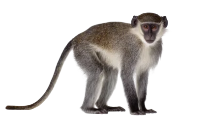 Rollo ohne bohren Affe Green monkey with grey fur and dark face, isolated on transparent background  © Noah
