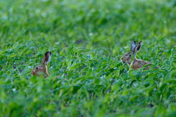 two hares in a cornfield at dawn © Duvekot Fotografie