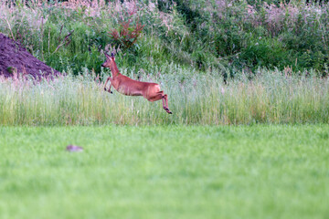 roe deer jumping © Duvekot Fotografie
