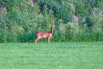 roe deer in the grass © Duvekot Fotografie