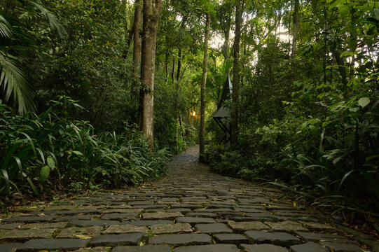 Caminho de pedra pela floresta