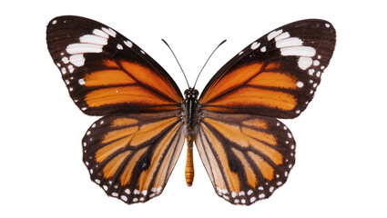 Fototapeta premium Monarch butterfly with orange black and white wings, isolated on transparent background