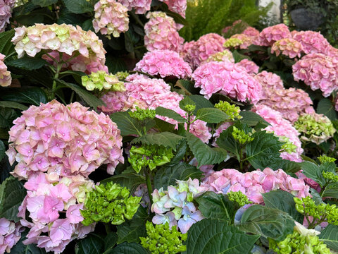 Hydrangea macrophylla pink flowering shrub.