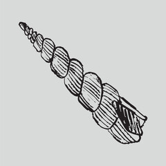 Long turret screw seashell for ocean bathroom decor, beach graphic design, or marine biology illustrations. Hand drawn vector sketch illustration in vintage crayon charcoal style. © Nataliya Pokrovska