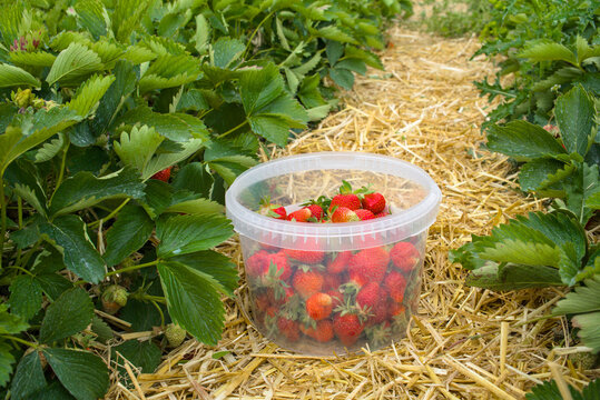 Freshly picked organic strawberries in a transparent plastic bucket on a farm field background