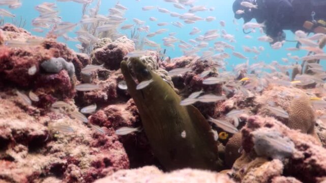 Green Eel Moray (gymnothorax funebris) and a diver behind