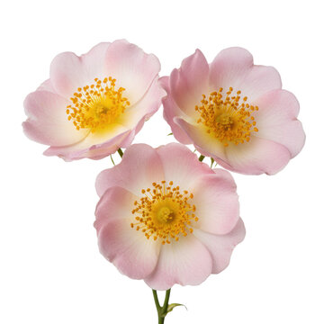 Three delicate wild roses with pale blush to pink petals and golden yellow stamens arranged in a clean studio setting to evoke a botanical beauty atmosphere