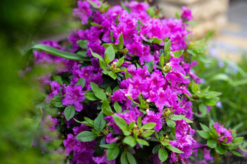 Fototapeta premium Blooming pink purple magenta Japanese azalea rhododendron Konigstein in spring garden. Vibrant flowers of ornamental evergreen shrub in full bloom, natural floral background, selective focus.