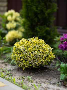 Rounded euonymus shrub variegated leaves growing in a landscape flower bed with blurred ornamental plants in the background. Evergreen foliage, garden design, landscaping and decorative gardening.