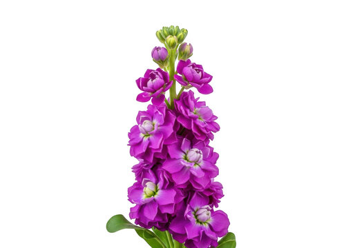Purple stock flower spike isolated on transparent background