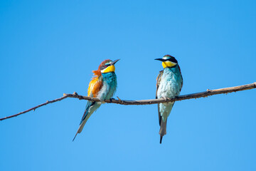 Fototapeta premium Arıkuşu » European Bee-eater » Merops apiaster
