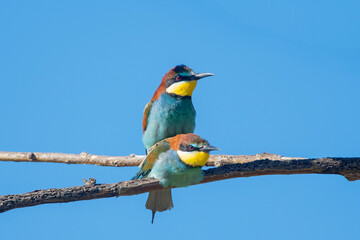 Obraz premium Arıkuşu » European Bee-eater » Merops apiaster